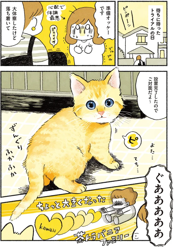 『茶トラのやっちゃん1〜3』 browntabbycat21_1.webp