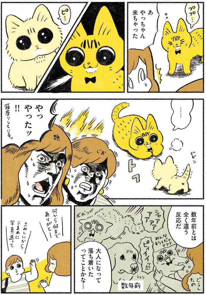 『茶トラのやっちゃん1〜3』 browntabbycat21_2.webp