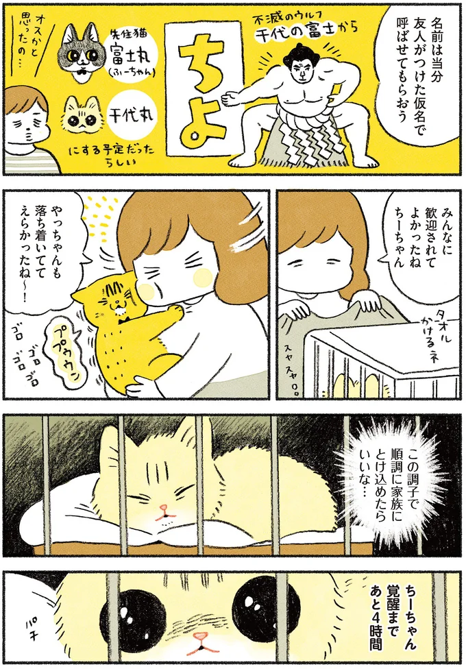 『茶トラのやっちゃん1〜3』 browntabbycat21_4.webp