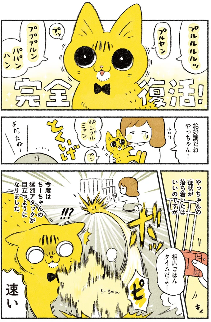 『茶トラのやっちゃん1〜3』 browntabbycat24_1.webp