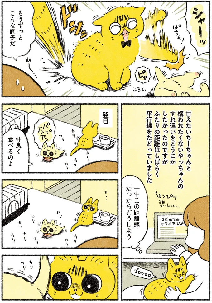 『茶トラのやっちゃん1〜3』 browntabbycat24_2.webp