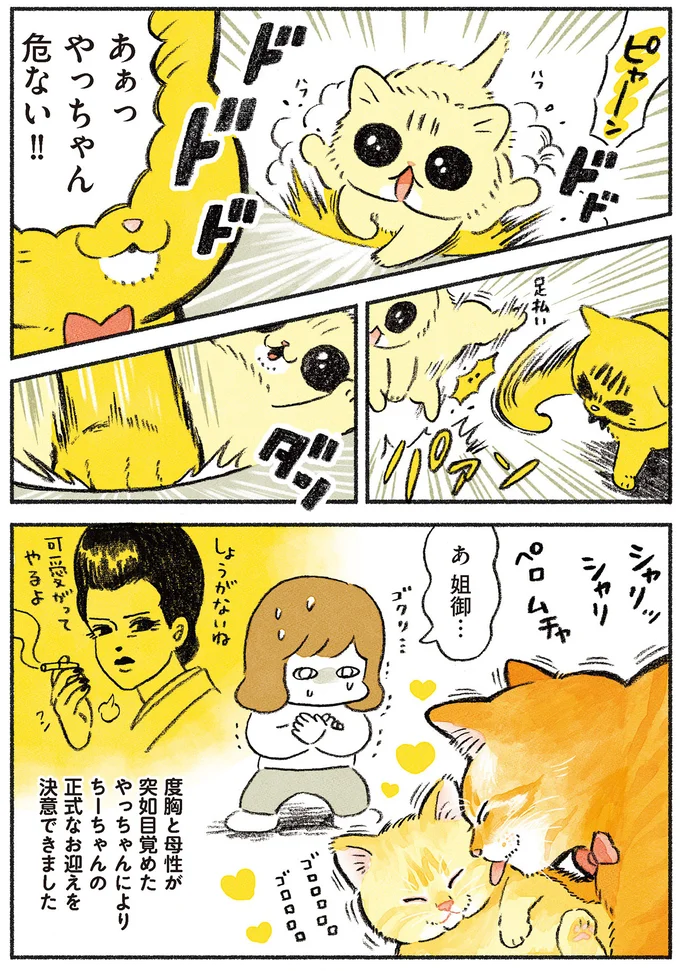 『茶トラのやっちゃん1〜3』 browntabbycat24_4.webp