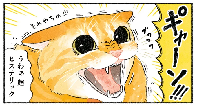 猫がヒステリックにブチ切れ！ 先住猫の心の支え・キャットタワーに新入り猫が...／茶トラのやっちゃん2