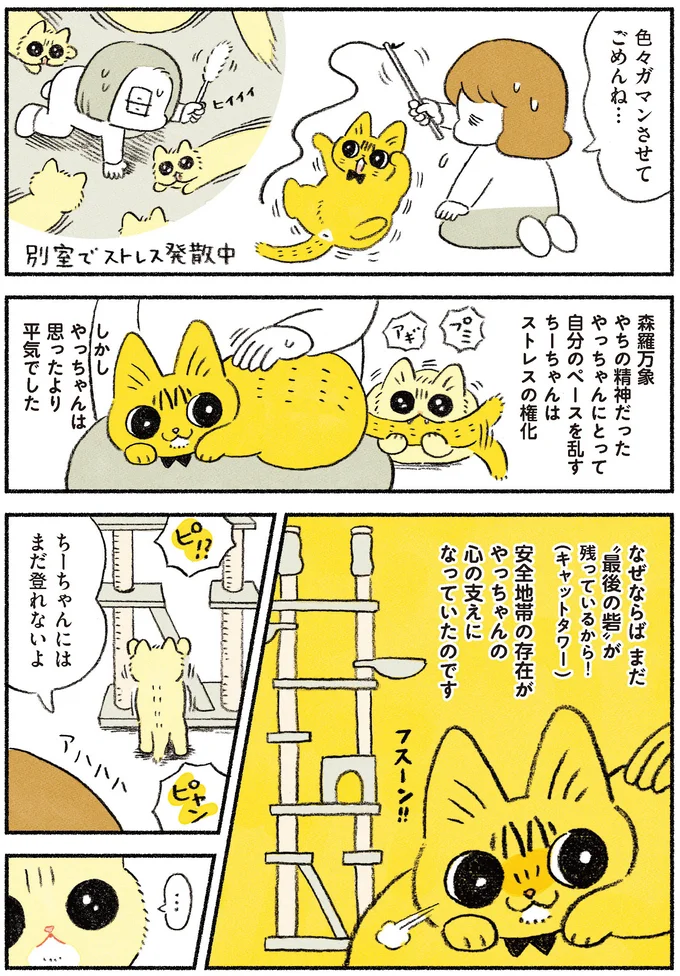 猫がヒステリックにブチ切れ！ 先住猫の心の支え・キャットタワーに新入り猫が...／茶トラのやっちゃん2 browntabbycat25_2.webp