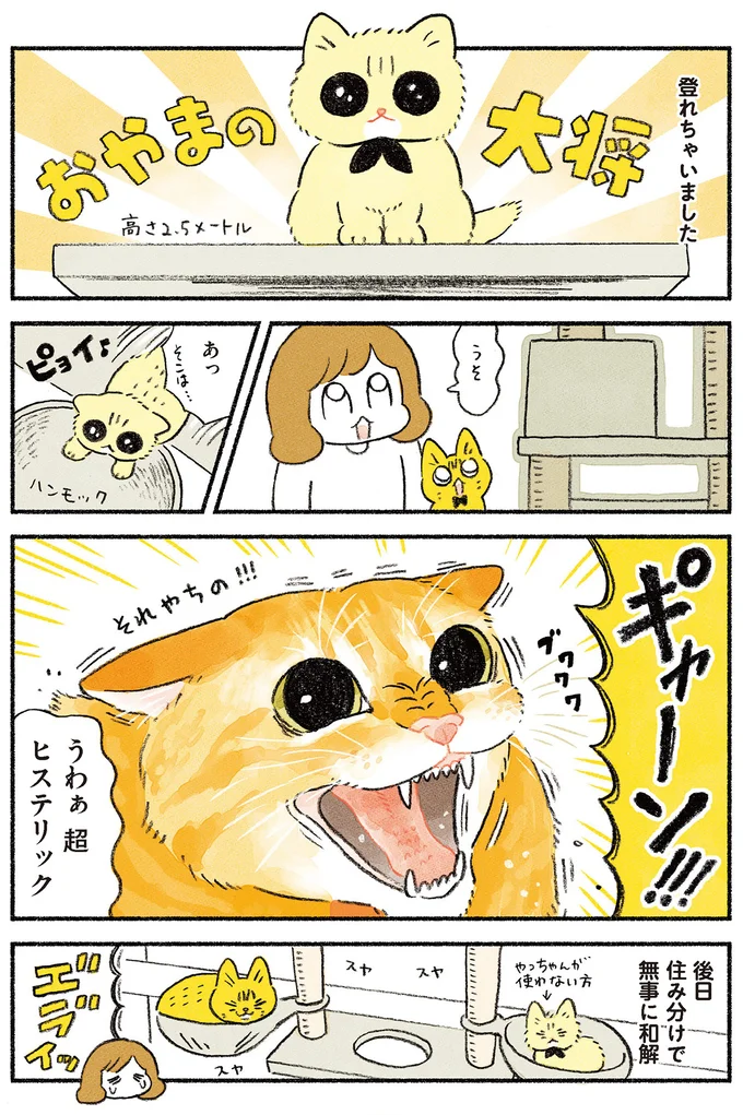 猫がヒステリックにブチ切れ！ 先住猫の心の支え・キャットタワーに新入り猫が...／茶トラのやっちゃん2 browntabbycat25_3.webp