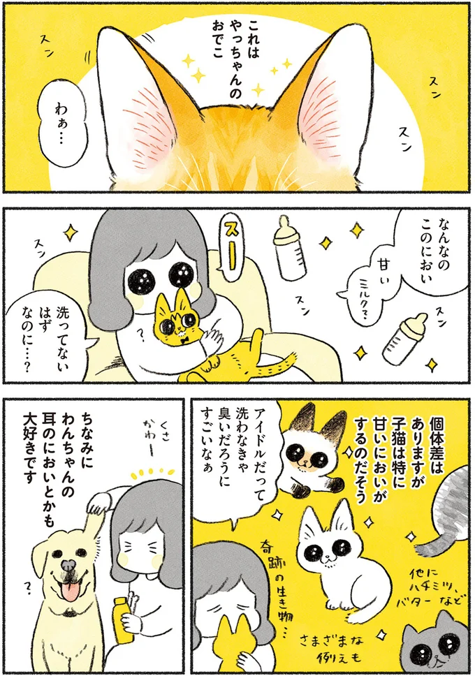 「子猫のにおい」の魅力。甘い香りに癒されるが、時には...!/茶トラのやっちゃん browntabbycat2_1.webp