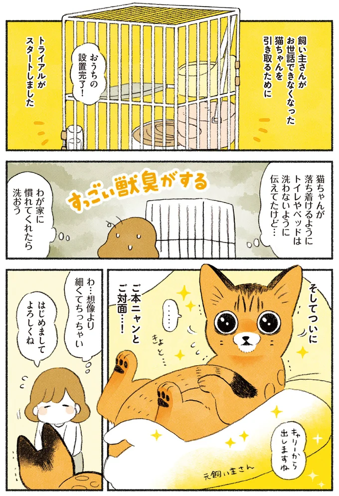 『茶トラのやっちゃん1〜3』 browntabbycat35_2.webp