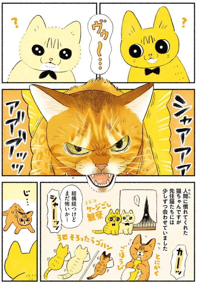 『茶トラのやっちゃん1〜3』 browntabbycat36_1.webp