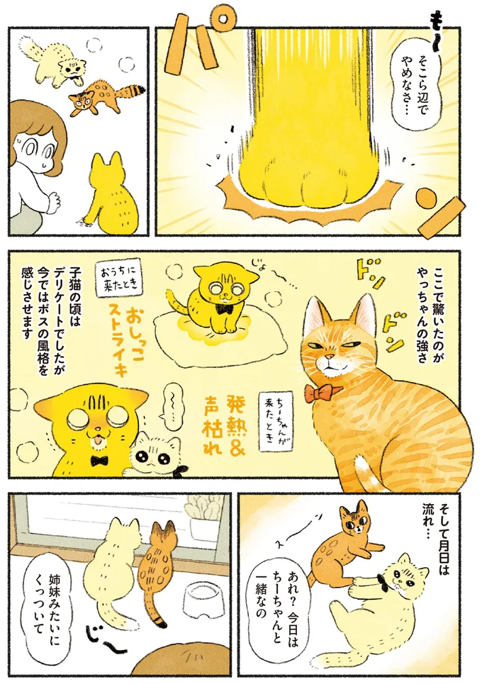 『茶トラのやっちゃん1〜3』 browntabbycat36_3.webp