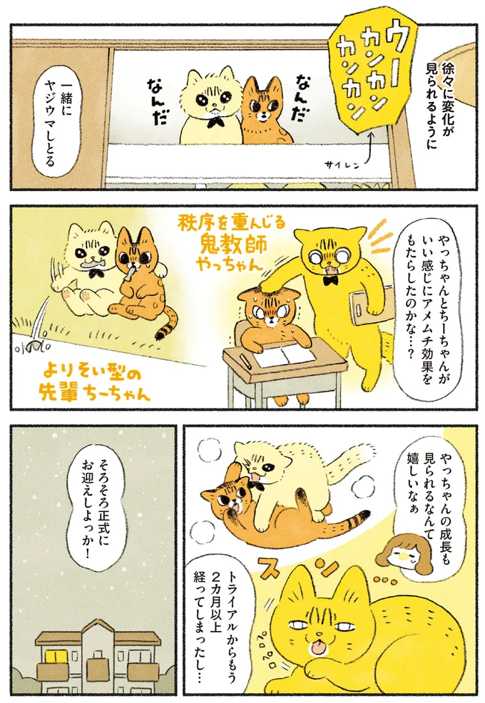 『茶トラのやっちゃん1〜3』 browntabbycat36_4.webp