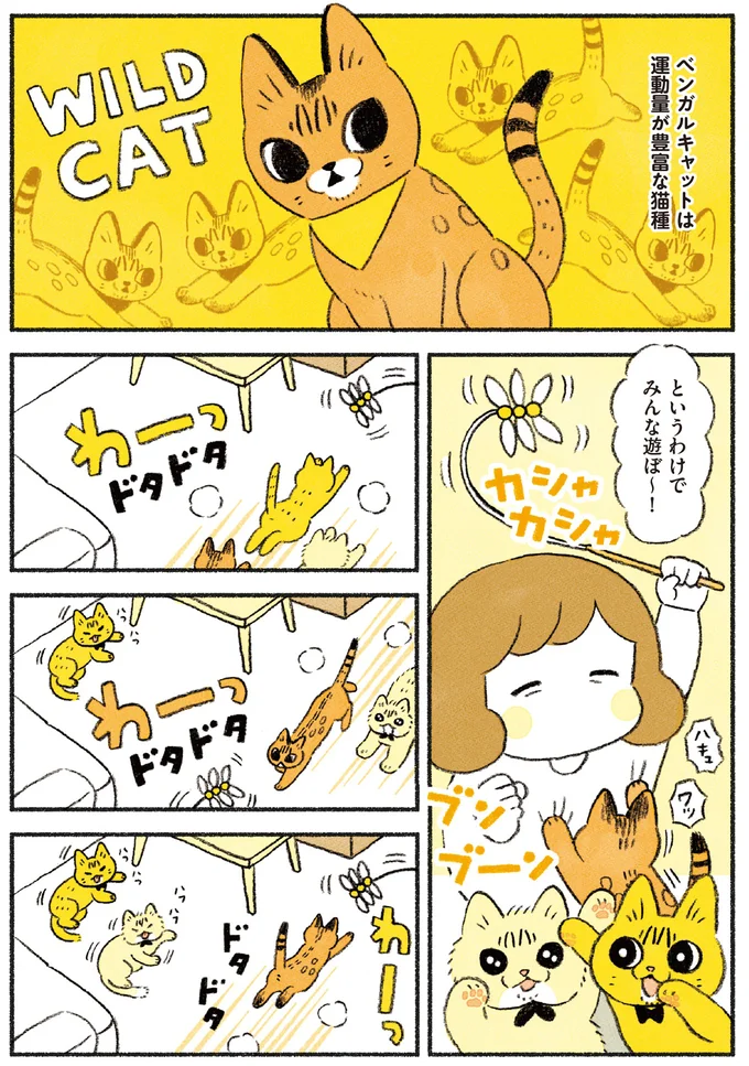 『茶トラのやっちゃん1〜3』 browntabbycat37_1.webp