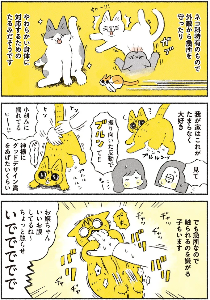 猫の「プルプルなお腹」が愛らしすぎて...触りたいと願い続けて起きた奇跡／茶トラのやっちゃん browntabbycat5_2.webp