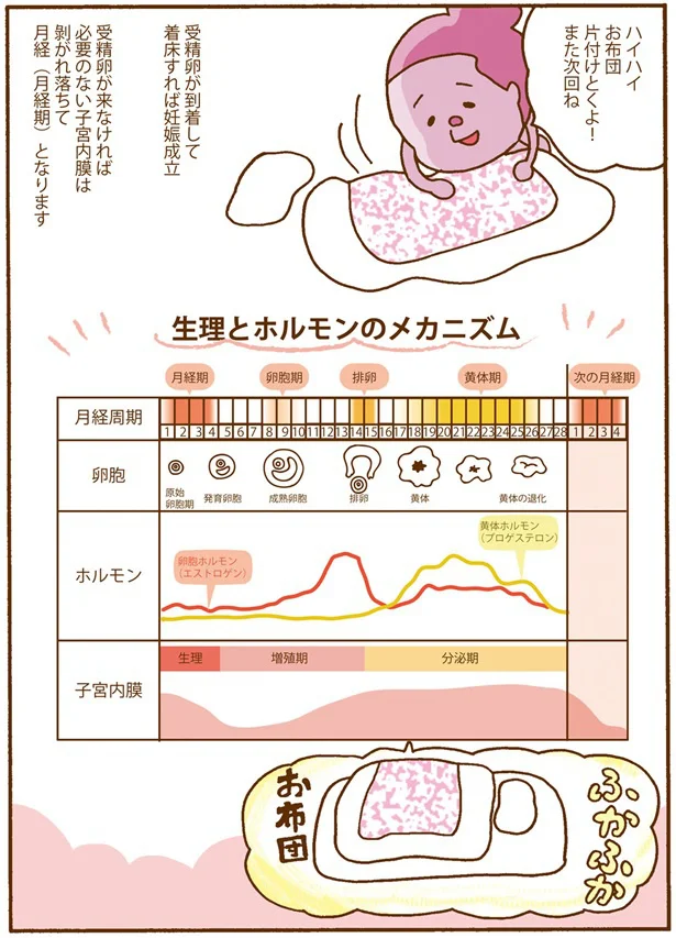 分かっていなくてこの有様...女性の体やホルモンのこと、もっと学ぼう！／死んでも女性ホルモン減らさない! 02-09.png