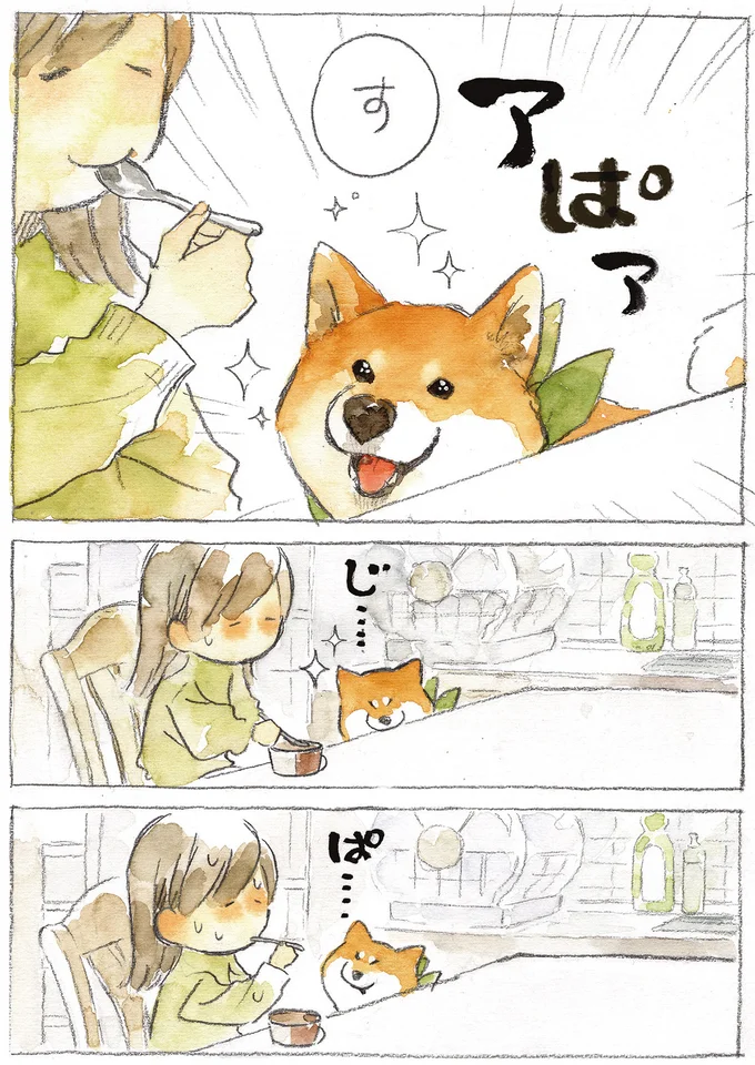 おやつの気配で横にお座りする柴犬。自分の分もあると信じて疑わぬ眼で...／柴犬ぽんちゃん、今日もわが道を行く２ 08-03.png