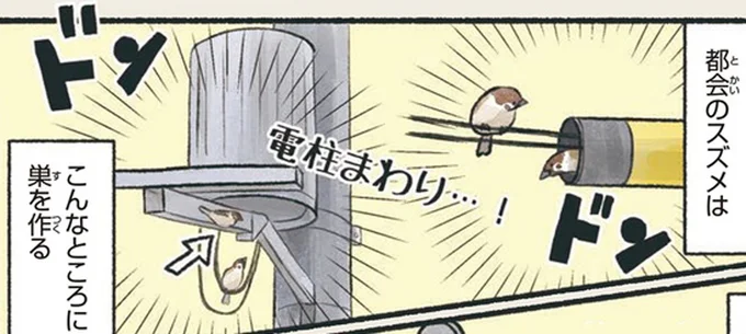 え！ そんなところに⁉ ちゃっかりたくましく生きる都会のスズメ／意外と知らない鳥の生活
