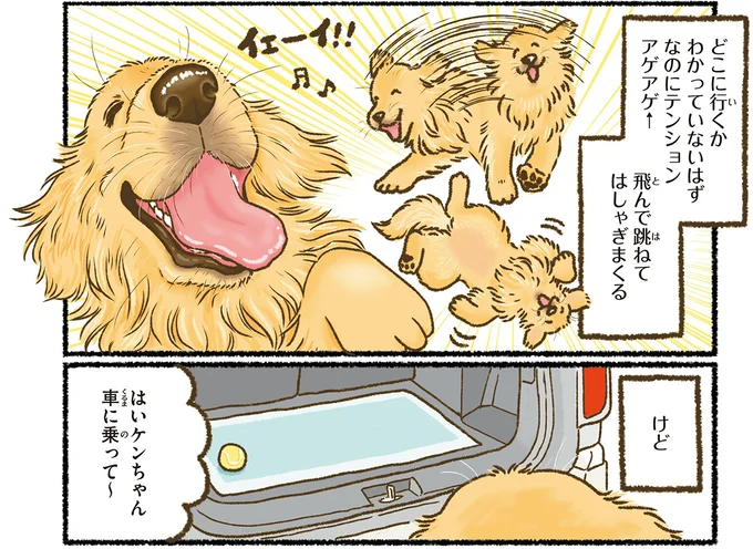 愛犬レトリバーは、車に乗るときどんくさい...。でもそんな姿も／今日もゴールデンレトリバーに癒されて 15712364.webp