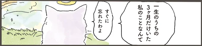 「私は忘れられてるから」寂しそうな猫。天国から飼い主に会いに行くと.../天国での暮らしはどうですか