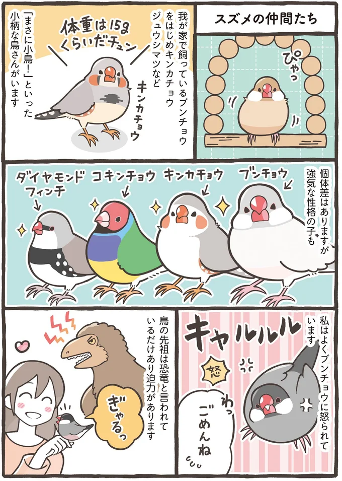 家族に迎えるのはどの鳥がいい？ 大きさだけでなく性格もさまざま／トリ扱い説明書 32.png