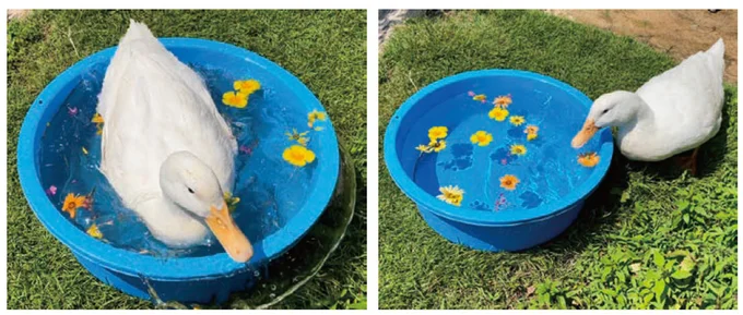 『エースくんとヨバンさん 犬とアヒルの友情物語』 73.webp