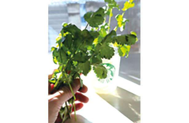 【女性に人気の「パクチー」を育てよう】「プラカップ」を使えば長く簡単に栽培可能！ chapter-1-プラカップ_0124-4-5.jpg