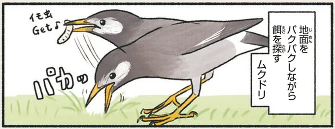 口をパカパカしてエサ探し。ムクドリのくちばしの秘密／意外と知らない鳥の生活