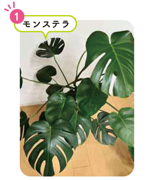 「観葉植物をすぐ枯らす」人にもオススメ！はじめてお迎えするのにおすすめの植物 0101.jpg