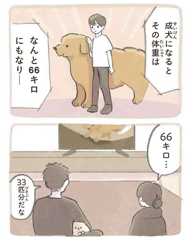 大型犬の体重はポメラニアン33匹分！ そんなにいたら...もみくちゃにされたい!!／ふわふわポメのぽぽち popochi_p32-1.jpg