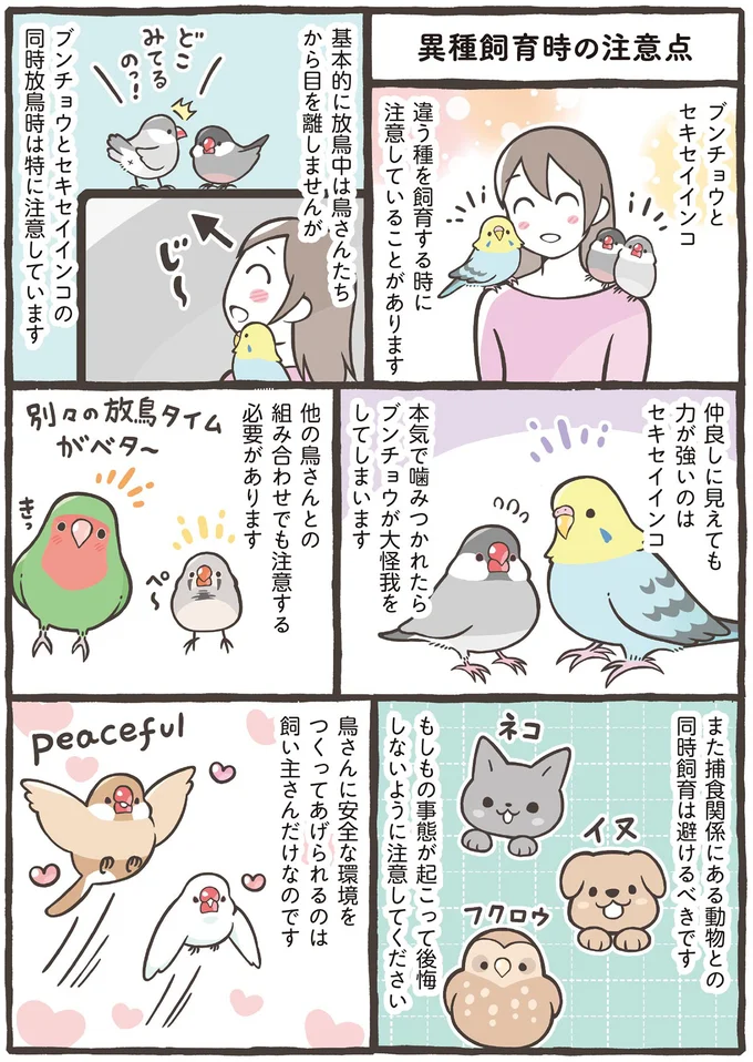 あなたはブンチョウ？ それともセキセイインコ？ 人気の2種を詳しく解説／トリ扱い説明書 87.png