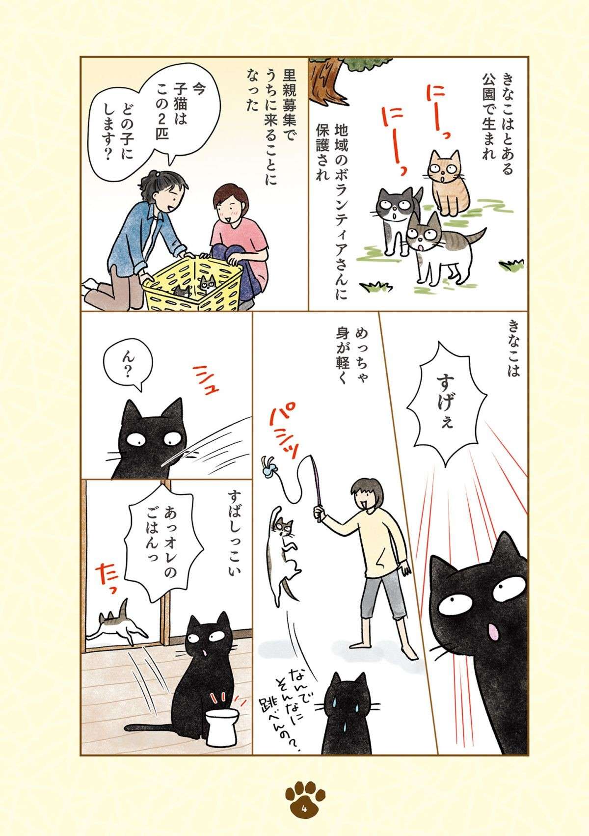 「え、猫やのに？」猫らしくない黒猫。新入りキジシロ猫との関係は？／黒猫ナノとキジシロ猫きなこ kuroneko_nano1-4.jpg