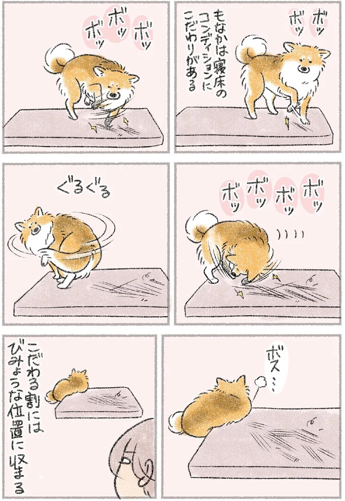 そこで寝るんかい！ 自由気ままな愛犬もなかの寝床へのこだわり／犬を揉む 13.png