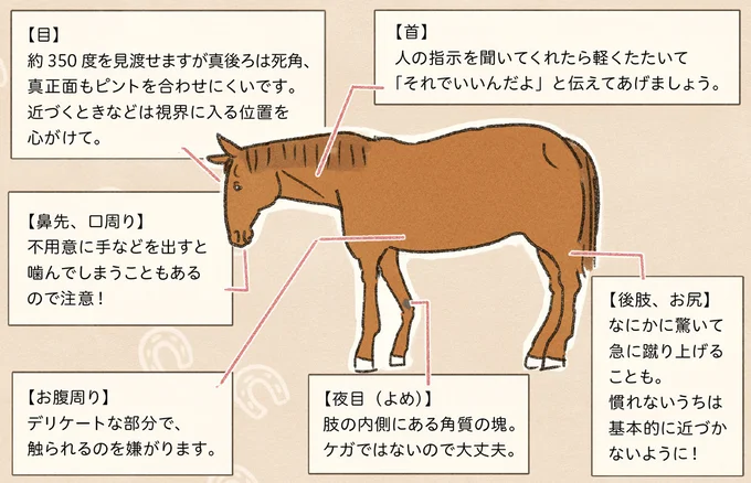 ドッキドキの乗馬初レッスン。指示通り歩かせようとしたら...あれ⁉／馬に乗らずにいられない！ 04-09.png