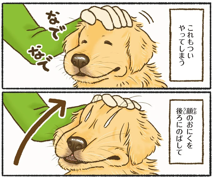 ゴールデンレトリバーに「ついやってしまうこと」。逆毛がかわいくて...／今日もゴールデンレトリバーに癒されて 15712389.webp