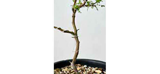 タフな観葉植物「ソフォラ・リトルベイビー」の天敵【くわしすぎる園芸店員が解説】 0704.jpg