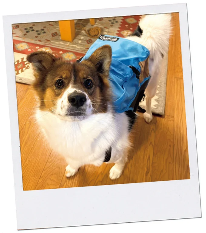 『ターとアグのしあわせ日和 元ノラ猫と元保護犬、ふたりは親友』 01-19.png