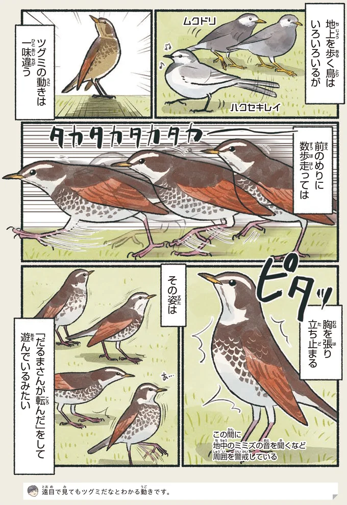 遠目で見ても歩き方で分かる。この鳥の歩き方は一味違う！／意外と知らない鳥の生活 182.webp