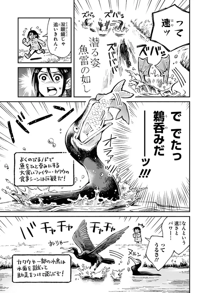 まいにち鳥びより 2-5.png