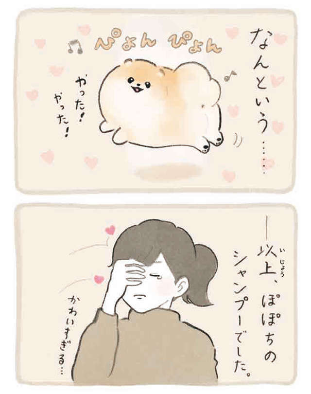 なんということでしょう！  ポメラニアンの愛犬のシャンプー後かわいすぎる／ふわふわポメのぽぽち popochi_p24-2.jpg