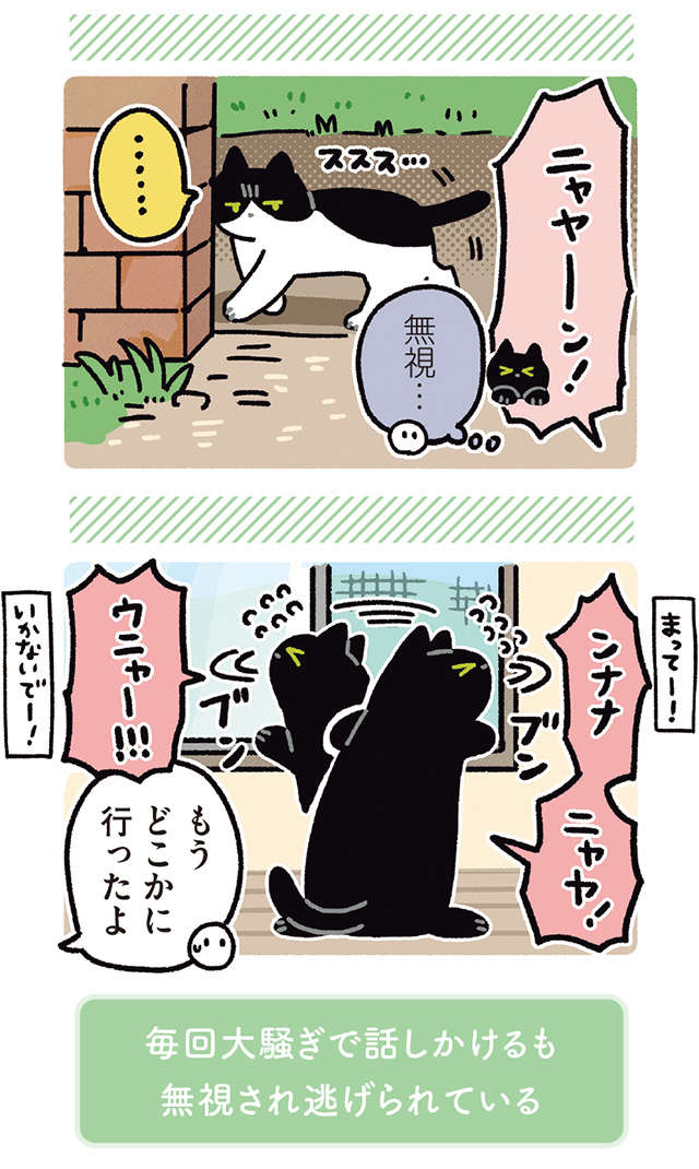 家に来るノラネコと友だちになりたい愛猫。緊張しちゃう姿が愛らしい／黒猫ろんと暮らしたら 11.jpg