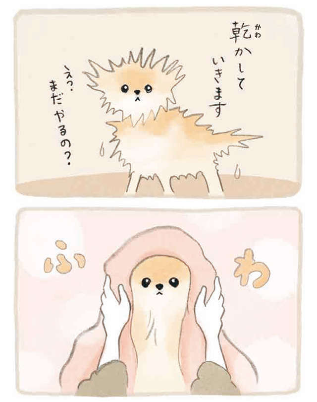 なんということでしょう！  ポメラニアンの愛犬のシャンプー後かわいすぎる／ふわふわポメのぽぽち popochi_p22-1.jpg