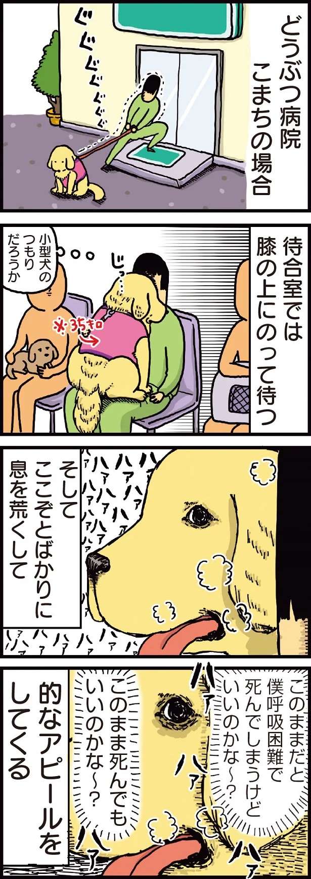 怯えすぎやろ...愛犬を動物病院へ。息を荒くしてアピールしてくるが...／まめきちまめこニートの日常 1 mameko1_1.jpeg