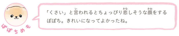 なんということでしょう！  ポメラニアンの愛犬のシャンプー後かわいすぎる／ふわふわポメのぽぽち popochi_p24-3.jpg