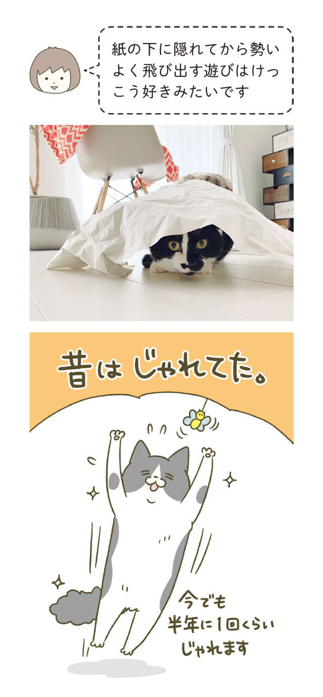 「なんかもう怖い」おもちゃに無反応な猫。これ程までか...！／うちの猫がまた変なことしてる。6 12.jpg