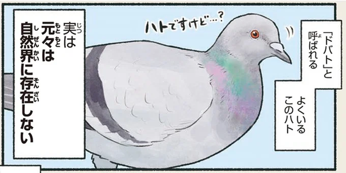 実は人間の事情で生まれた⁉ ハトの模様がいろいろある理由／意外と知らない鳥の生活