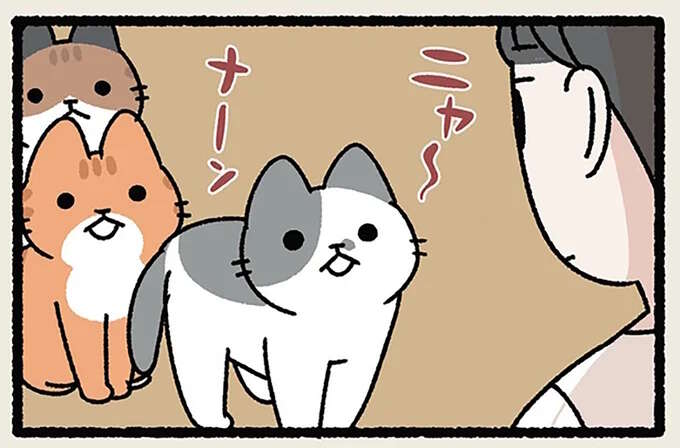 「ねこは長者の生まれ変わり」 資産や株の運用法を教えてくれるわが家の3匹のねこ／ねことわざ
