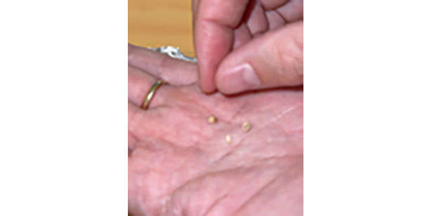 【女性に人気の「パクチー」を育てよう】「プラカップ」を使えば長く簡単に栽培可能！ chapter-1-プラカップ_0124-4-3.jpg