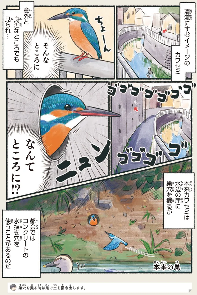 『意外と知らない鳥の生活 1〜2』 212.webp
