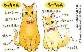 猫飼いになって得た能力。猫の見た目で判別できるようになること／茶トラのやっちゃんとちーちゃん２