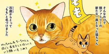 新しく猫を正式にお迎え！ 元飼い主との別れに猫の表情は...／茶トラのやっちゃんとちーちゃん