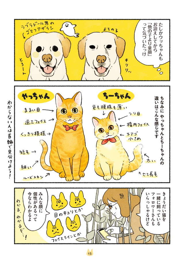 猫飼いになって得た能力。猫の見た目で判別できるようになること／茶トラのやっちゃんとちーちゃん２ chatora_p15.jpg