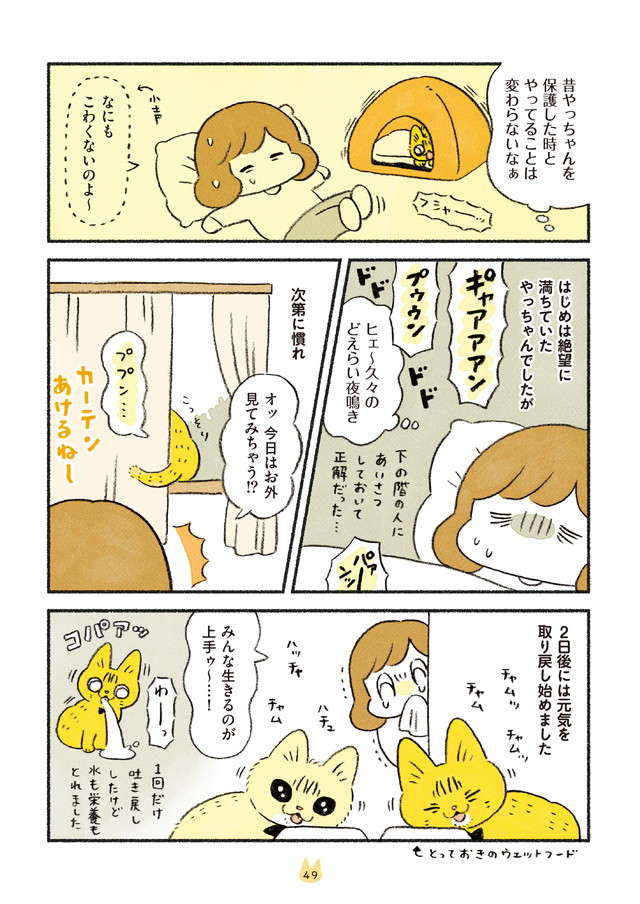 引っ越し直後の猫たち。じょじょに慣れたはいいが、本当に大変なのは／茶トラのやっちゃんとちーちゃん２ chatora_p49.jpg